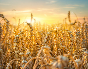 Golden wheat field