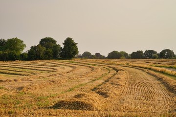 cut straw lines on field in late summer