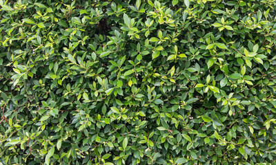 Green background texture with leaves beautiful ficus annulata tree