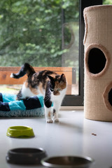 Cute rescue calico cat with green eyes stretching in an animal shelter while waiting to be adopted