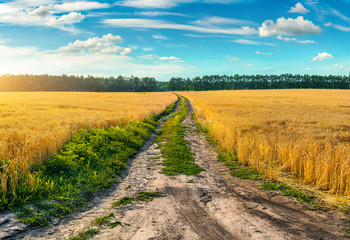 Road through field with wheat