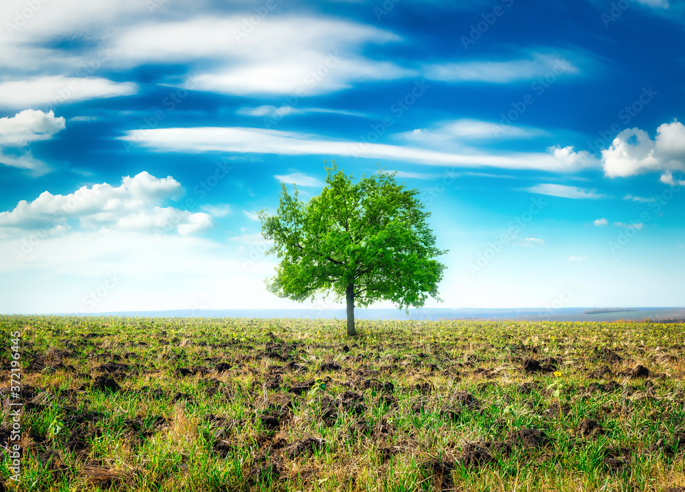 Canvas Prints meadow with big tree