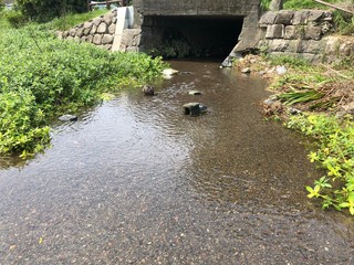 澄んだ水