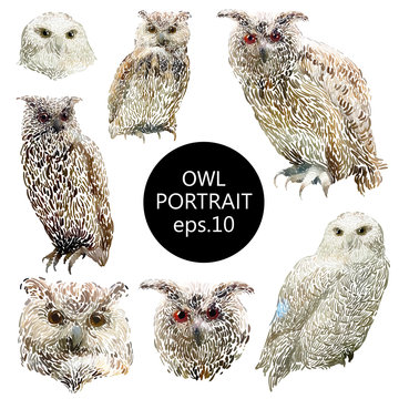 Painted owls set. Portraits and full body hand drawn painted drawings.