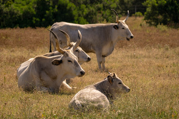 Italy Tuscany Grosseto, natural park of the Maremma nature reserve Alberese Uccellina wild animals in the wild