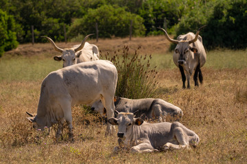 Fototapeta premium Italy Tuscany Grosseto, natural park of the Maremma nature reserve Alberese Uccellina wild animals in the wild