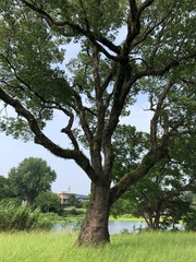 大きな木