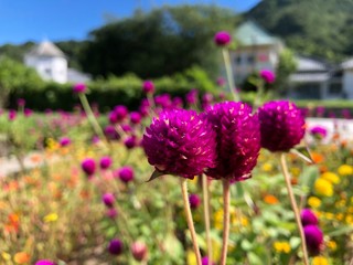 きれいなお花