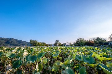 



The beautiful landscape of lotus pond.

