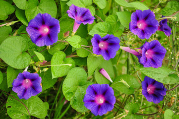 Fototapeta na wymiar Purple Flowers on a Creeper Plant
