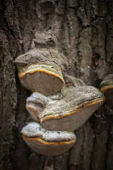 Woody mushroom or Fomitopsis pinicola on tree.