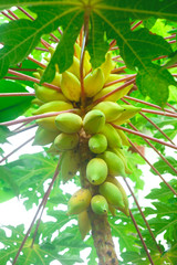 tropical tree with ripening fresh papaya fruit