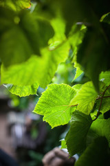 Green leaves of a tree in the sunbeams of the summer sun. Forest and nature.