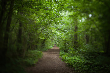 Fototapeta na wymiar Dirt road through a green forest of trees.