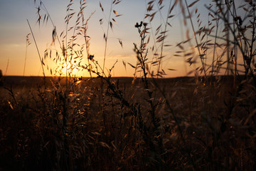 sunset plant landscape field