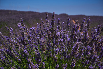 purple lavender fields landscape