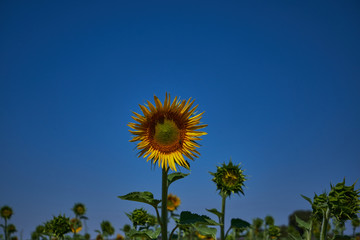 sunflower and blue sky landscape