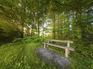 Fototapeta premium Bank im Wald bei Sonnenuntergang