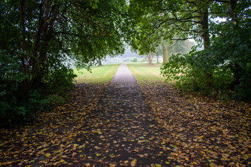 Yellow leaves on the walking path inside the park