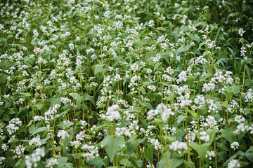 Fototapeta premium Buckwheat, Fagopyrum esculentum, Japanese buckwheat and silverhull buckwheat blooming on the field. Close-up flowers of buckwheat