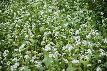 Buckwheat, Fagopyrum esculentum, Japanese buckwheat and silverhull buckwheat blooming on the field. Close-up flowers of buckwheat