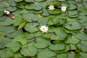 waterlily with white flowers on the lake
