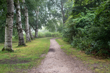 beautiful walking path inside the jungle