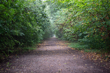 beautiful walking path inside the jungle