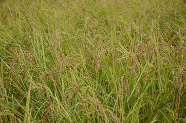 Obraz premium 稲穂