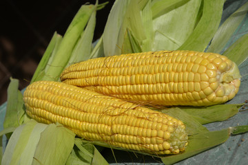 In the summer, the harvest of yellow corn. Cleaning corn, removing leaves and hair from the cob. Yellow corn is juicy, young, and delicious.