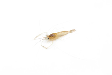 Small shrimp be named Lanchester’s Freshwater Prawn isolated on white background.