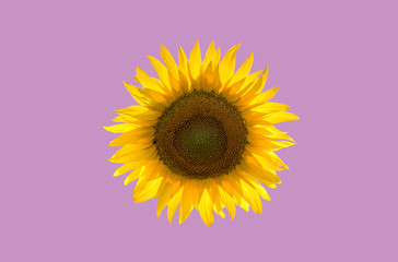 sunflower like sun in abstract graphics on pink violet background