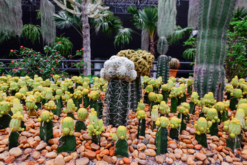 Beautiful tropical cactus garden at Nongnooch garden in pattaya chonburi, Thailand