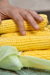 In the summer, the harvest of yellow corn. Cleaning corn, removing leaves and hair from the cob. Yellow corn is juicy, young, and delicious.