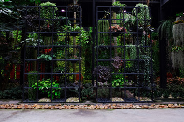 beautiful garden tree planted in NongNooch tropical garden in Pattaya chonburi,Thailand