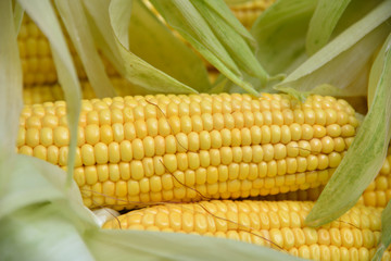 In the summer, the harvest of yellow corn. Cleaning corn, removing leaves and hair from the cob. Yellow corn is juicy, young, and delicious.