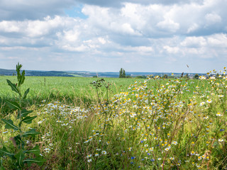 Fototapeta na wymiar corn field in Saxony Vogtland east germany