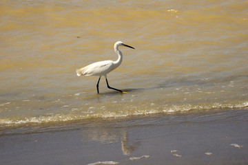 Italy Tuscany Grosseto Alberese, natural park of the Maremma, Alberese, river Ombrone, heron hunt fish on the shore