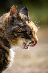 portrait of a cat licking