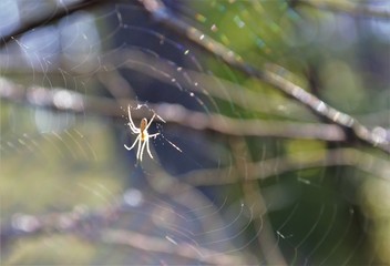 
spider web