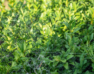 Sick bux tree with spider mites