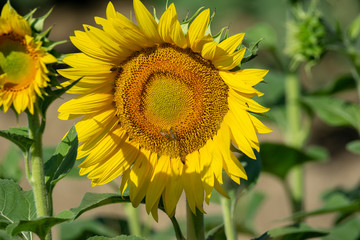 Italy Tuscany Grosseto cultivated with sunflower, close view