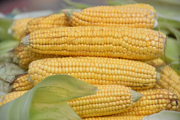 In the summer, the harvest of yellow corn. Cleaning corn, removing leaves and hair from the cob. Yellow corn is juicy, young, and delicious.