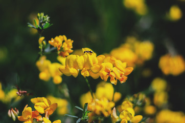 Yellow flower with ant close up  colored bokeh background
