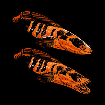 Channa snake head predator animal fish wild life in water illustration vector