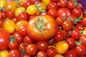 maman tomate et ses enfants