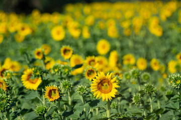 Italy Tuscany Grosseto cultivated with sunflower, close view
