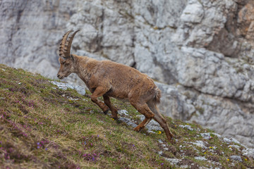 Naklejka na ściany i meble Ibex walking on a meadow with rock wall background, Dolomites, Italy. High mountain wild animal life. Lateral shot