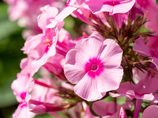 Pink garden Phlox (Phlox paniculata). Flowering branch of pink phlox in the garden. Soft blurred selective focus.