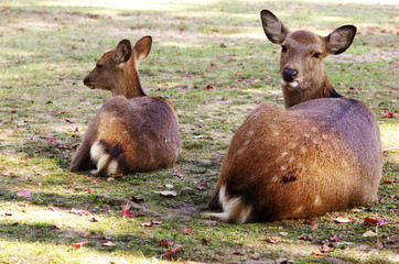 鹿の親子
